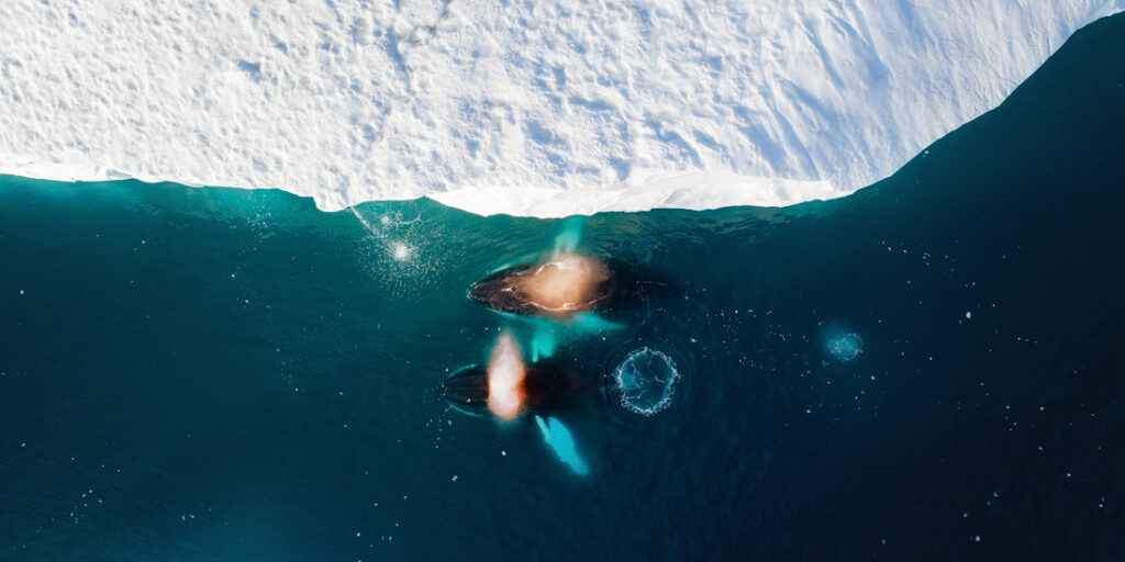 Aerial view of whales surfacing beside sea ice in Greenland, a Pano Awards 2026 finalist image