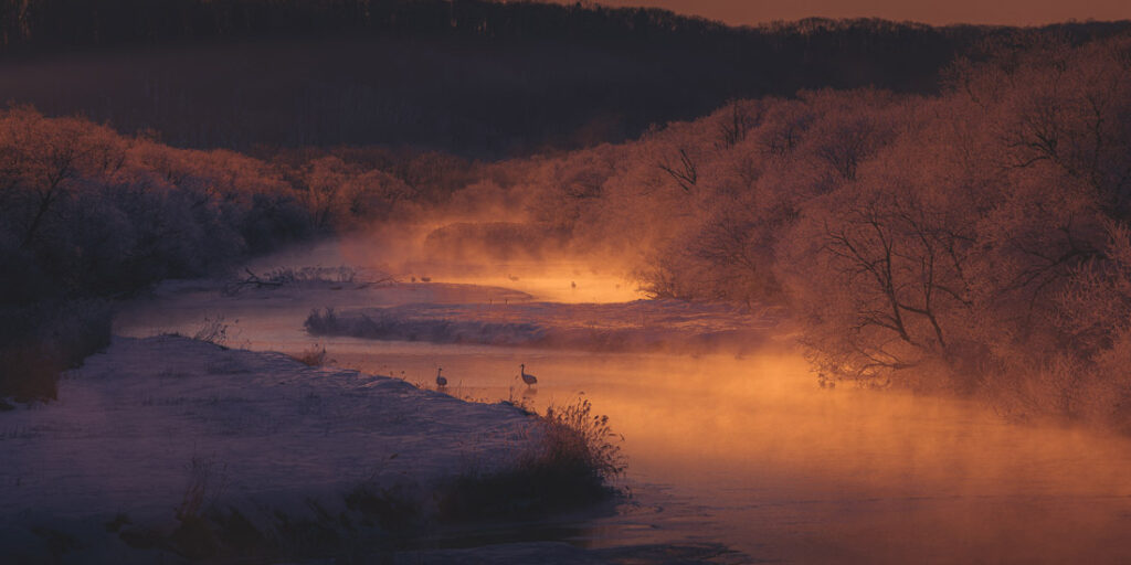 Cranes wading in a misty, frost-lined river at Setsuri, Hokkaido, Japan